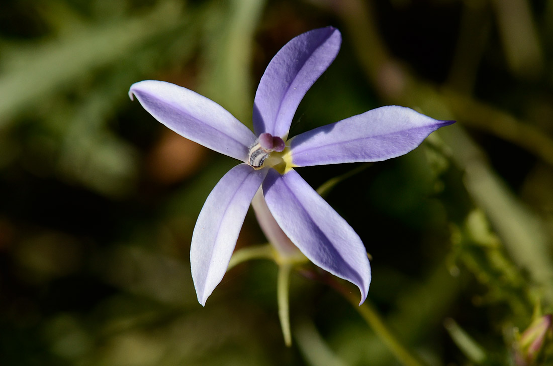 Laurentia axillaris